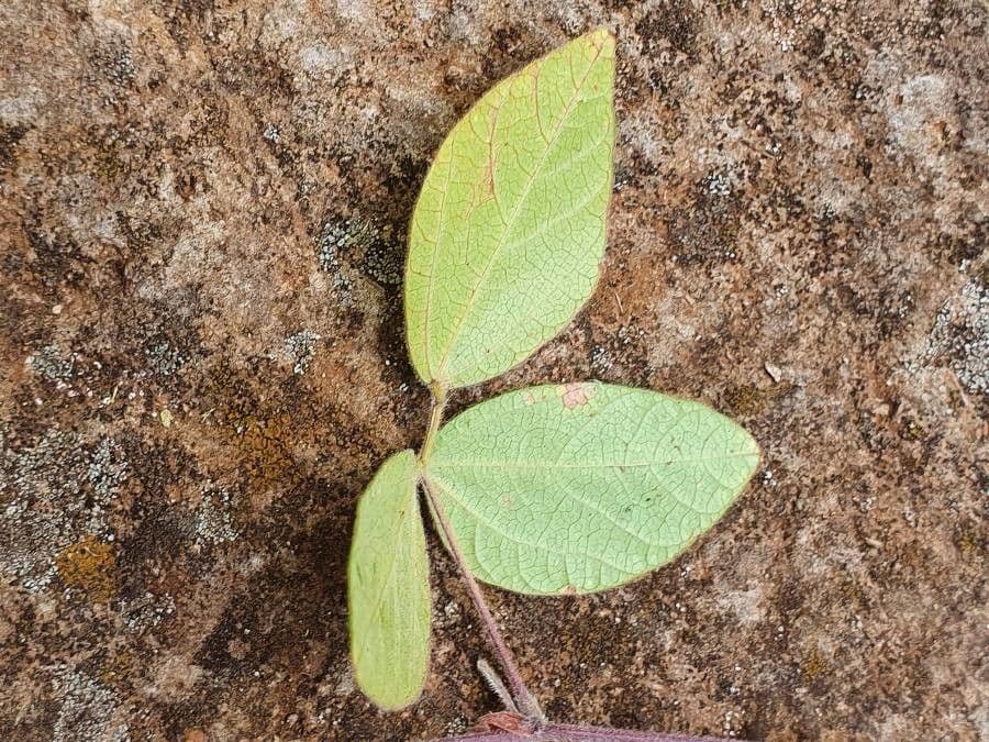 Rhynchosia 8