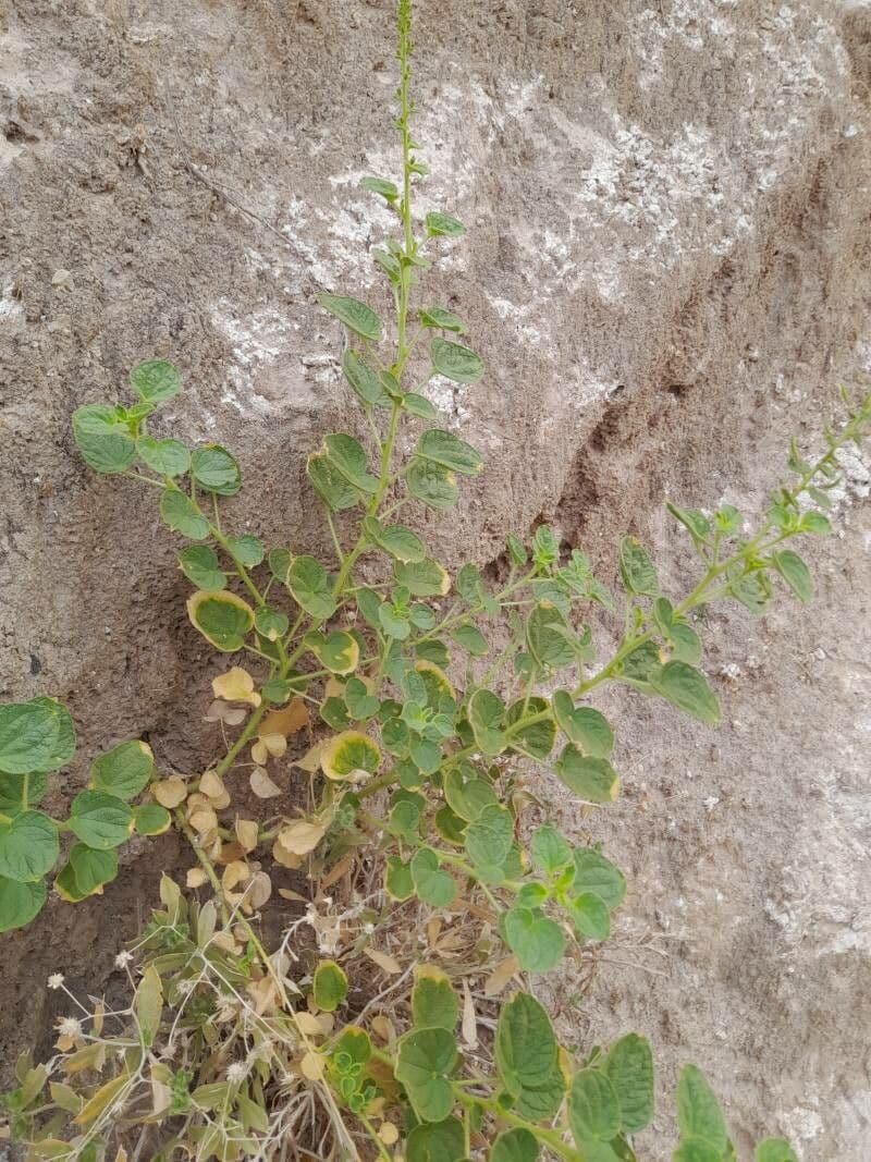 Cleome 13