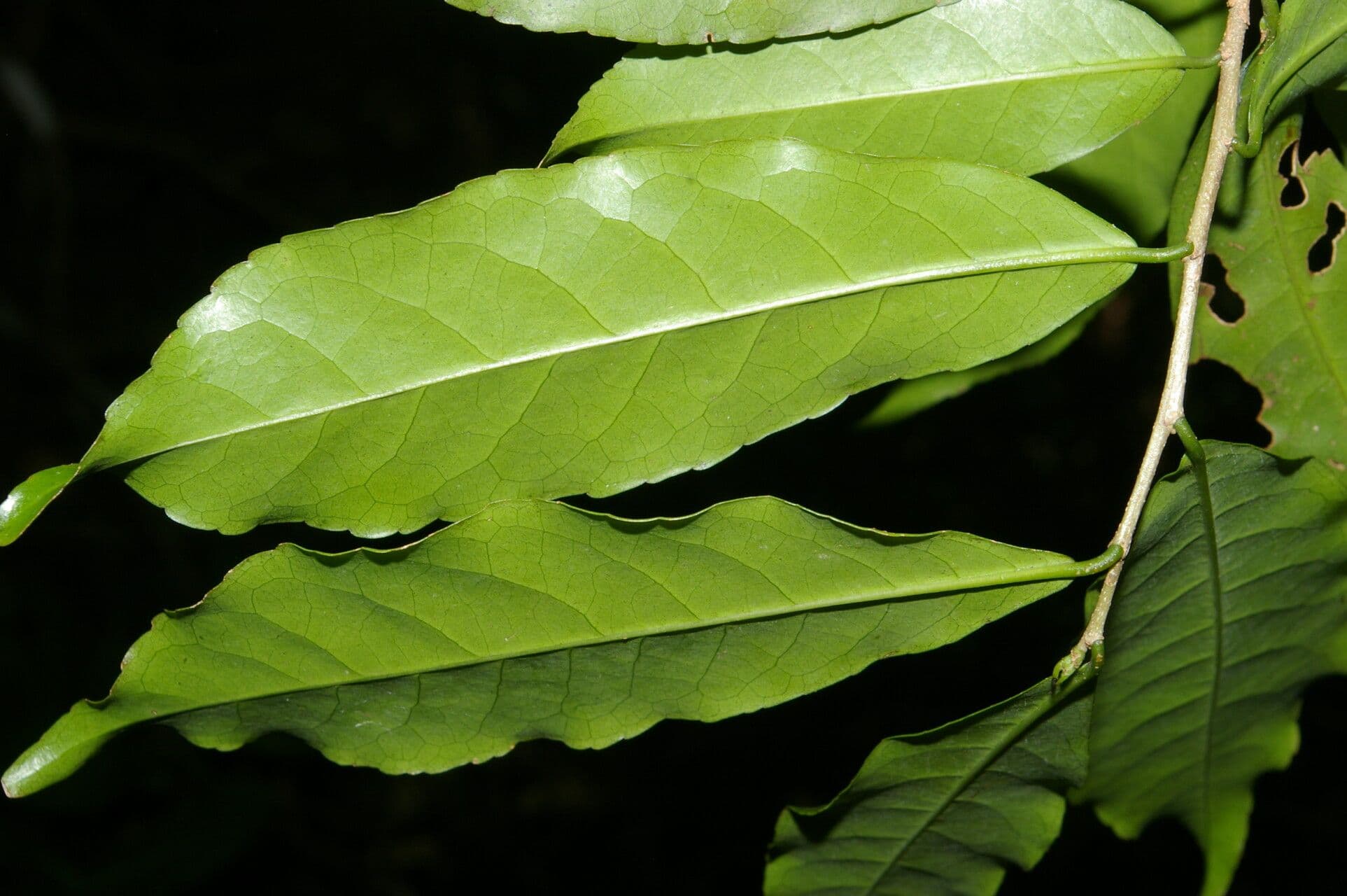 Casearia 8