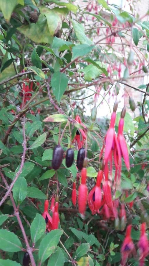 Fuchsien 2