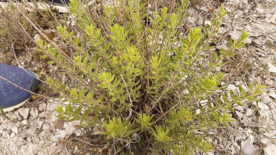Klebrige chilienblume 8
