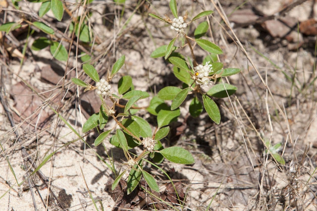Drüsen-Croton 6