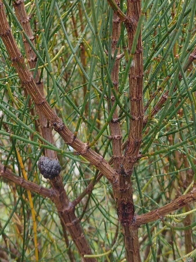 Casuarina pendula 4