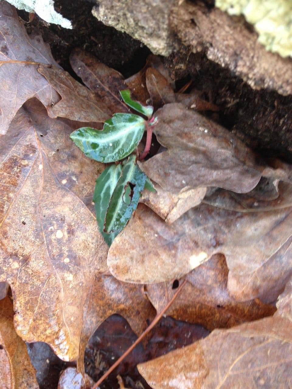 Chimaphila macchiata 23