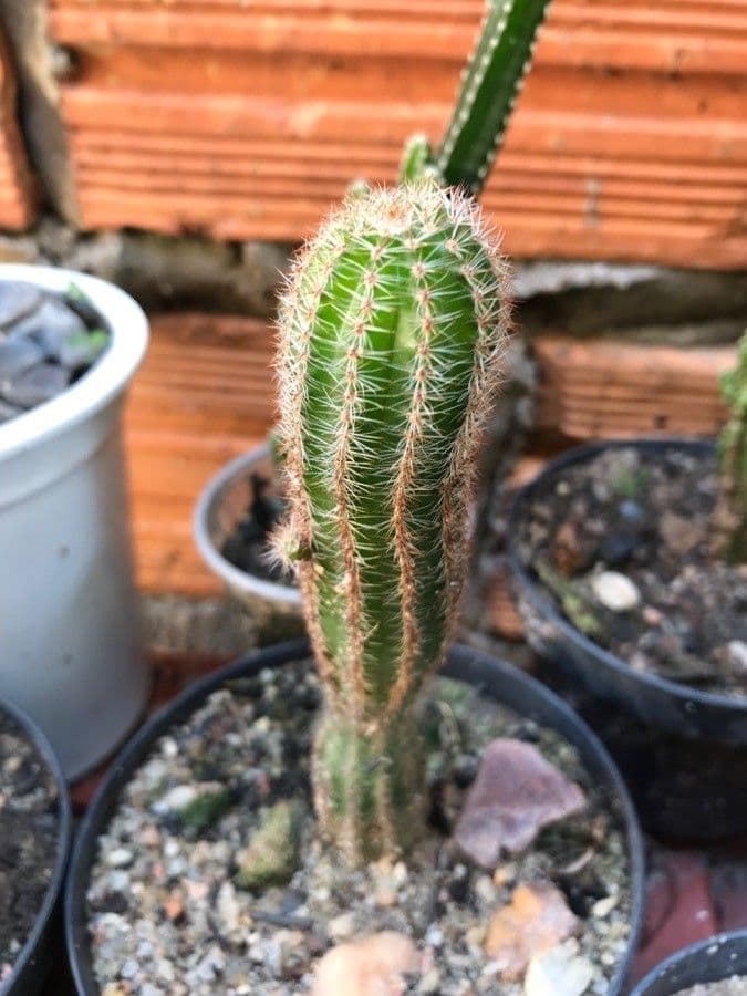 Cactus pettine 15
