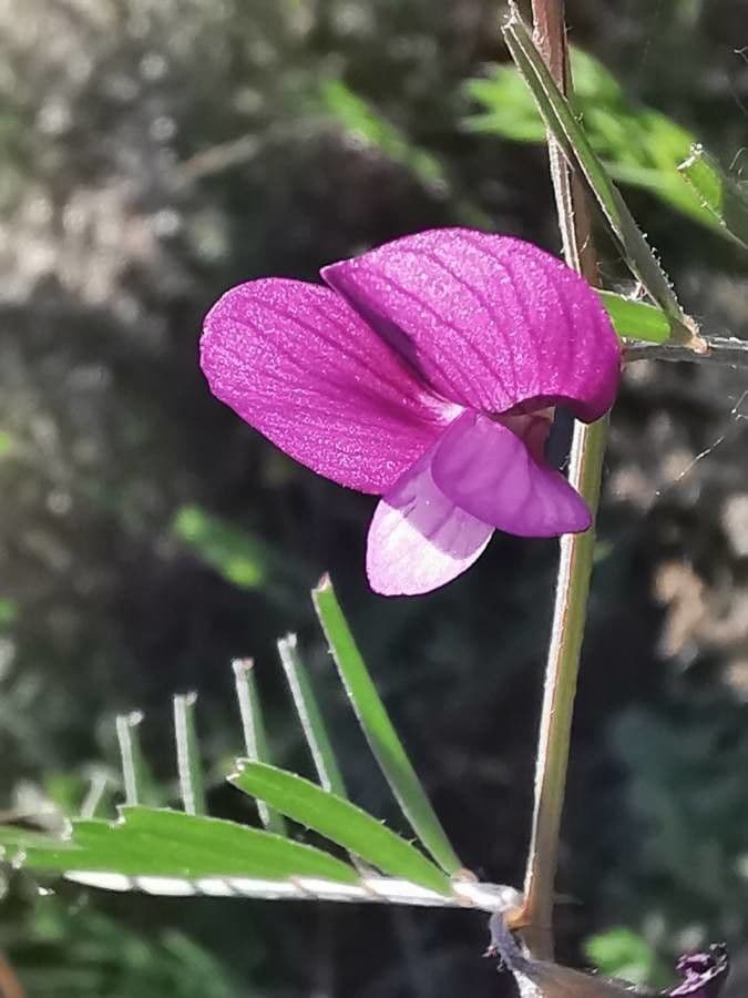 Vesce pèlerine 23