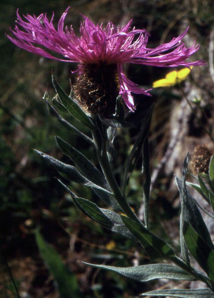 Einköpfige Flockenblume 17