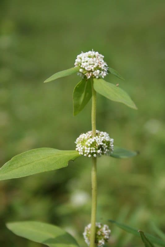 Mitracarpus hirtus 7