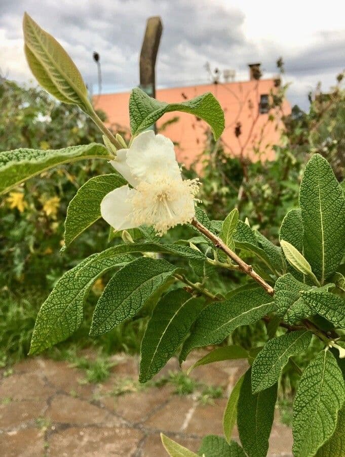 Campomanesia guazumifolia 4