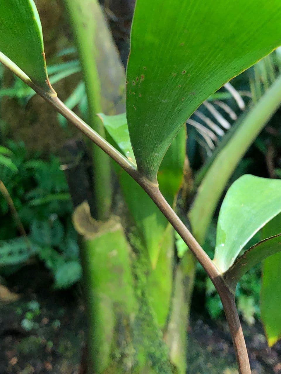 Zamia 2