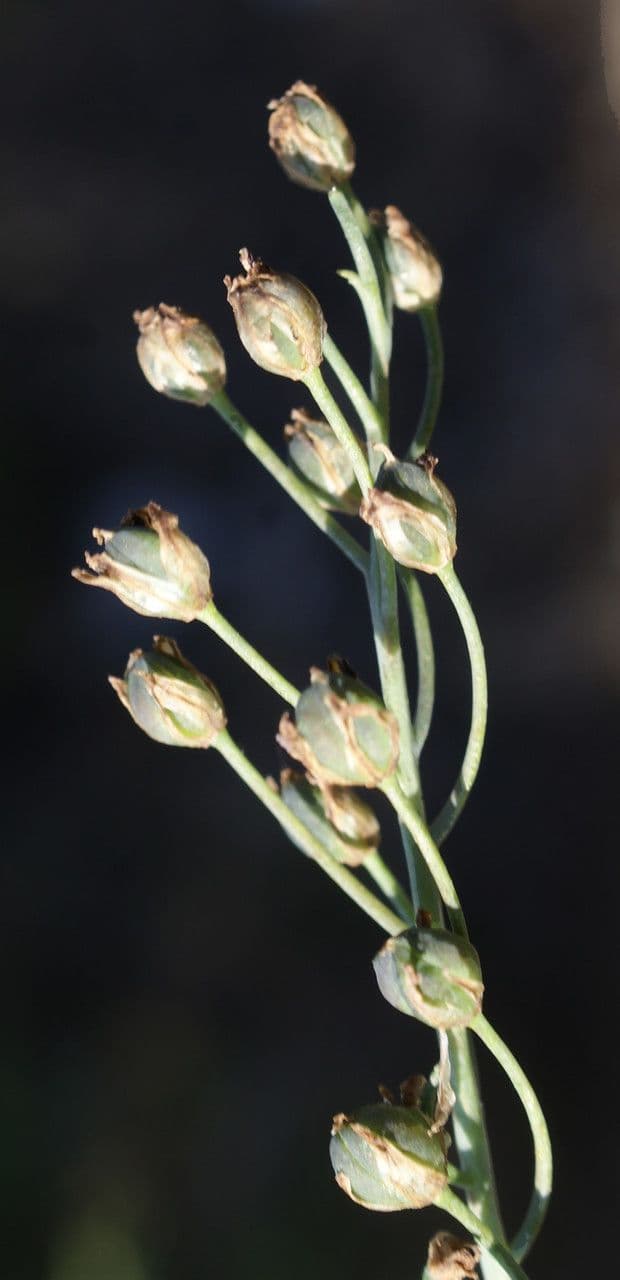 Herbst-Blaustern 3