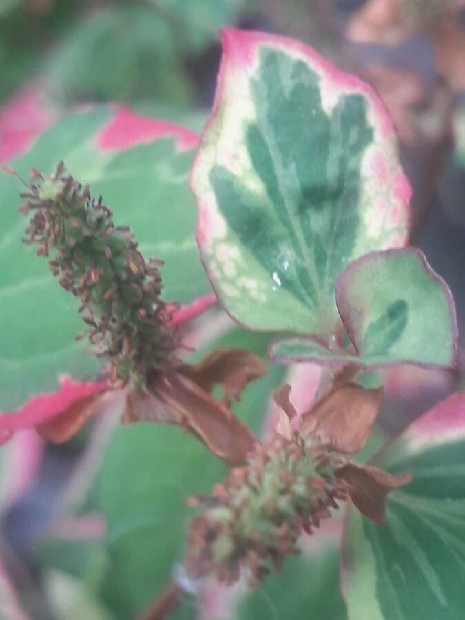 Houttuynia 2