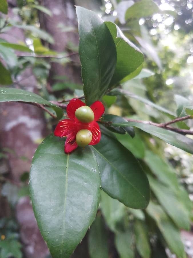 Ochna 6