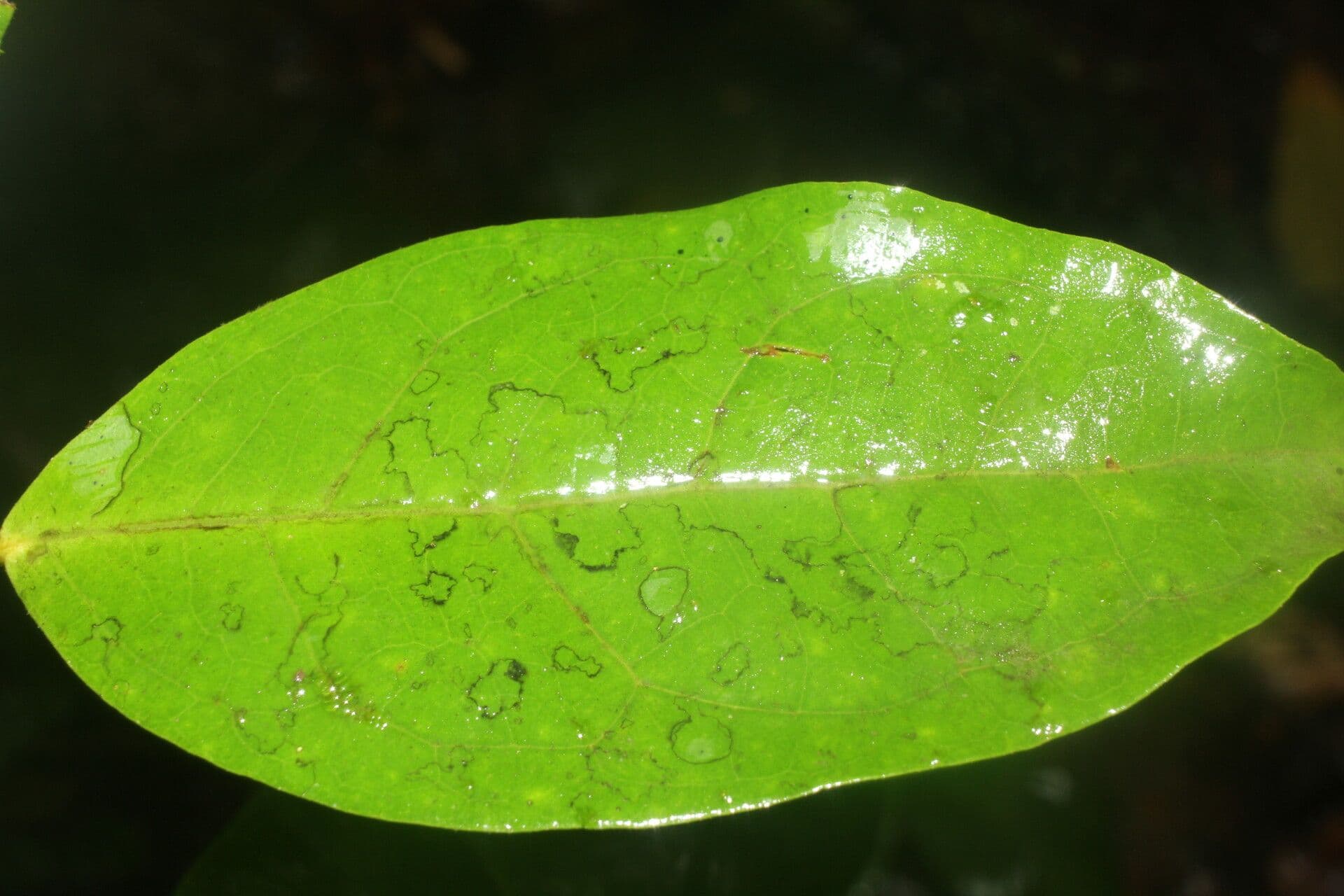 Eugenia 8