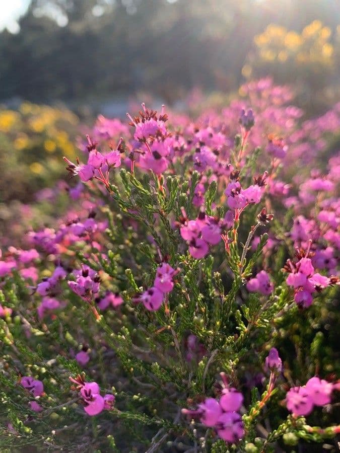 Spanische Glockenheide 6
