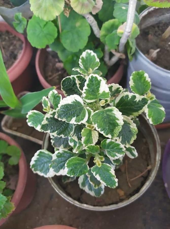Plectranthus 5