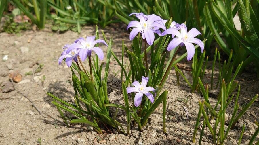 Scilla di Boissier 9
