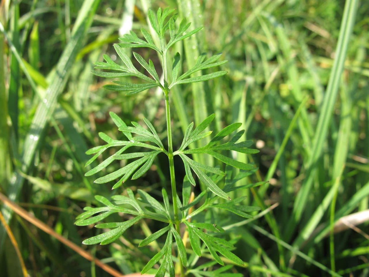 Kadenia 3