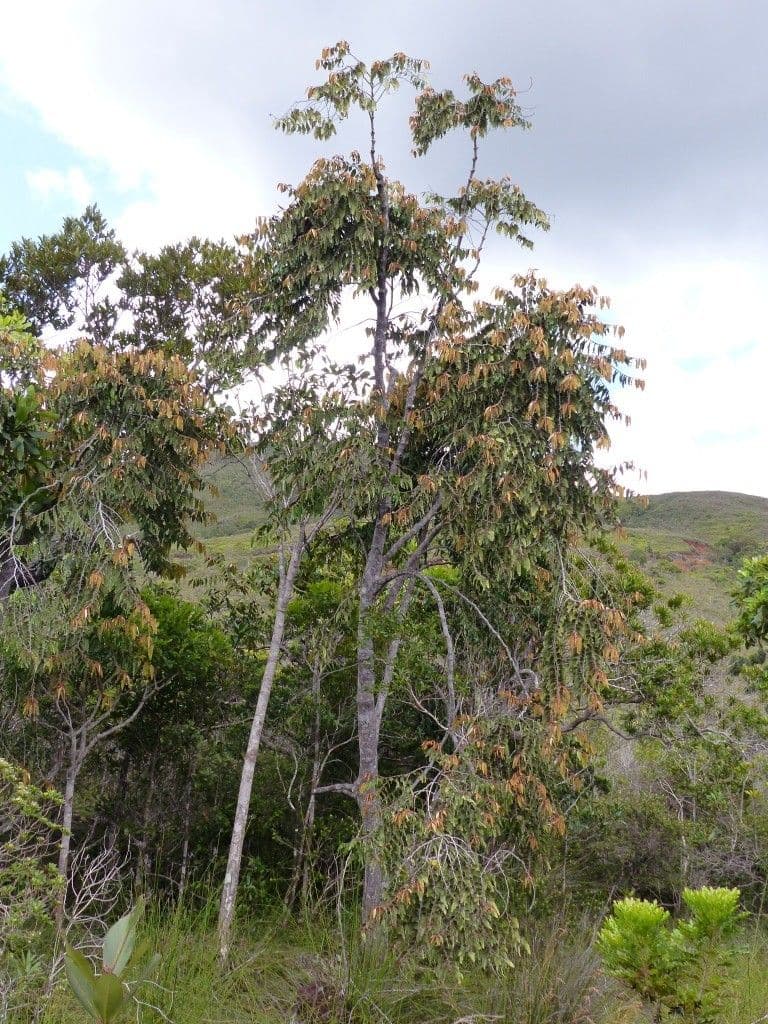 Heeban 13