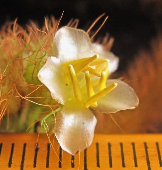 Stier-Miconia 5