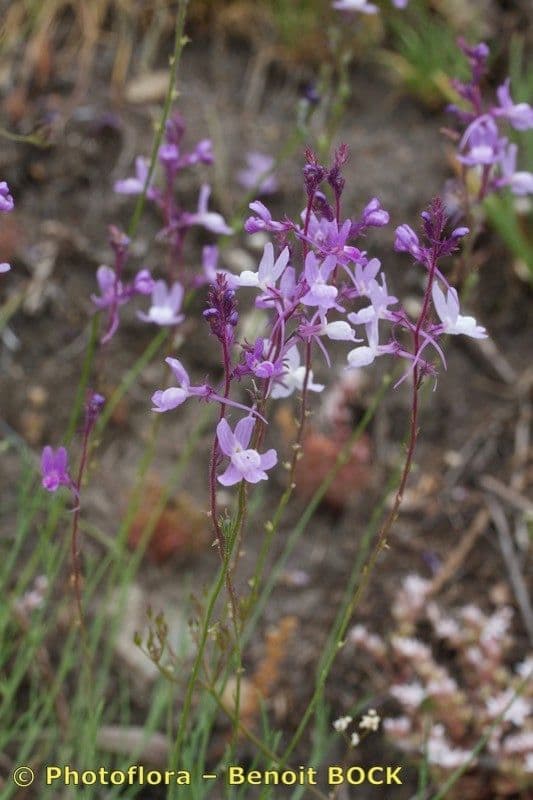Linaria 10