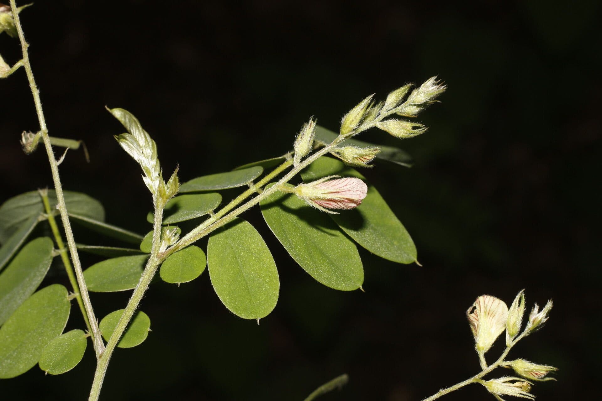 Coursetia caribaea 2