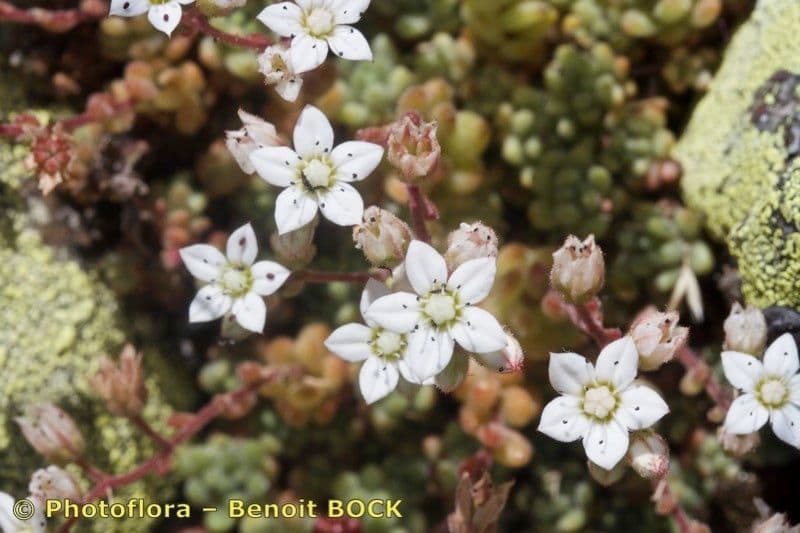 Sedum 27