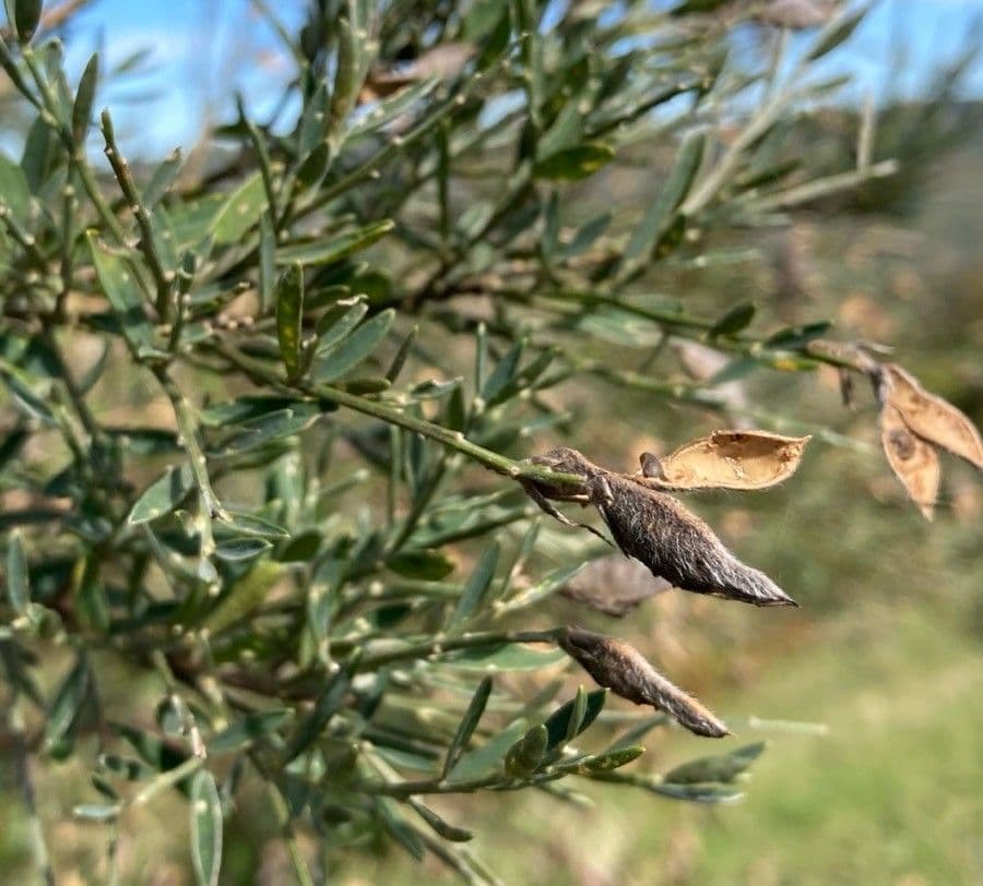 Ginestra 5