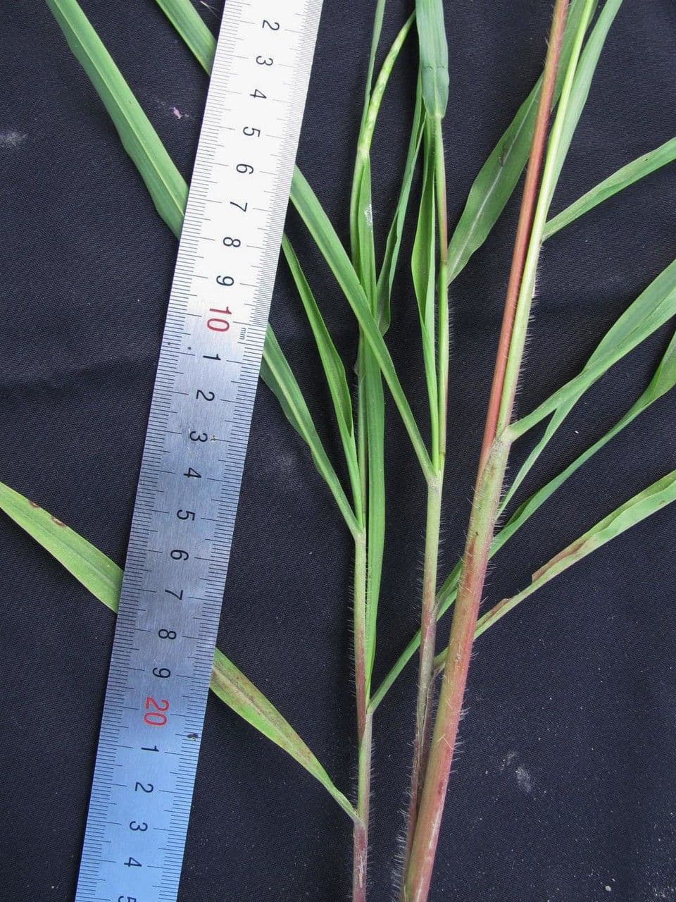 Rottboellia 16