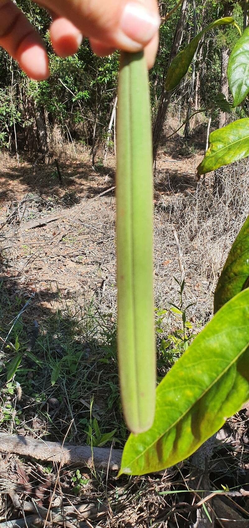 Parsonsia straminea