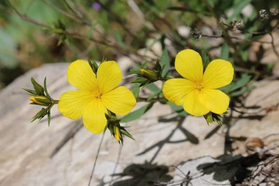 Lino elegante 2