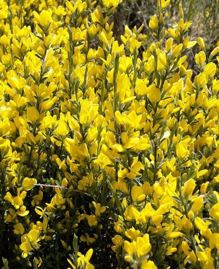 Ginestra cenerina 10