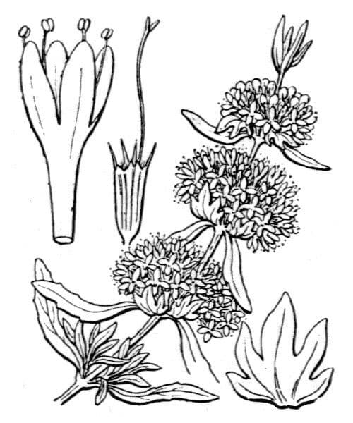 Menta cervina 21
