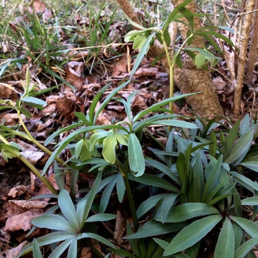 Elleboro verde 14