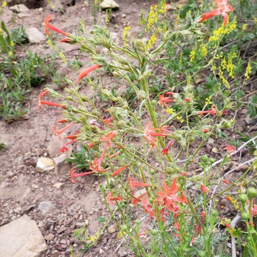Ipomopsis 10