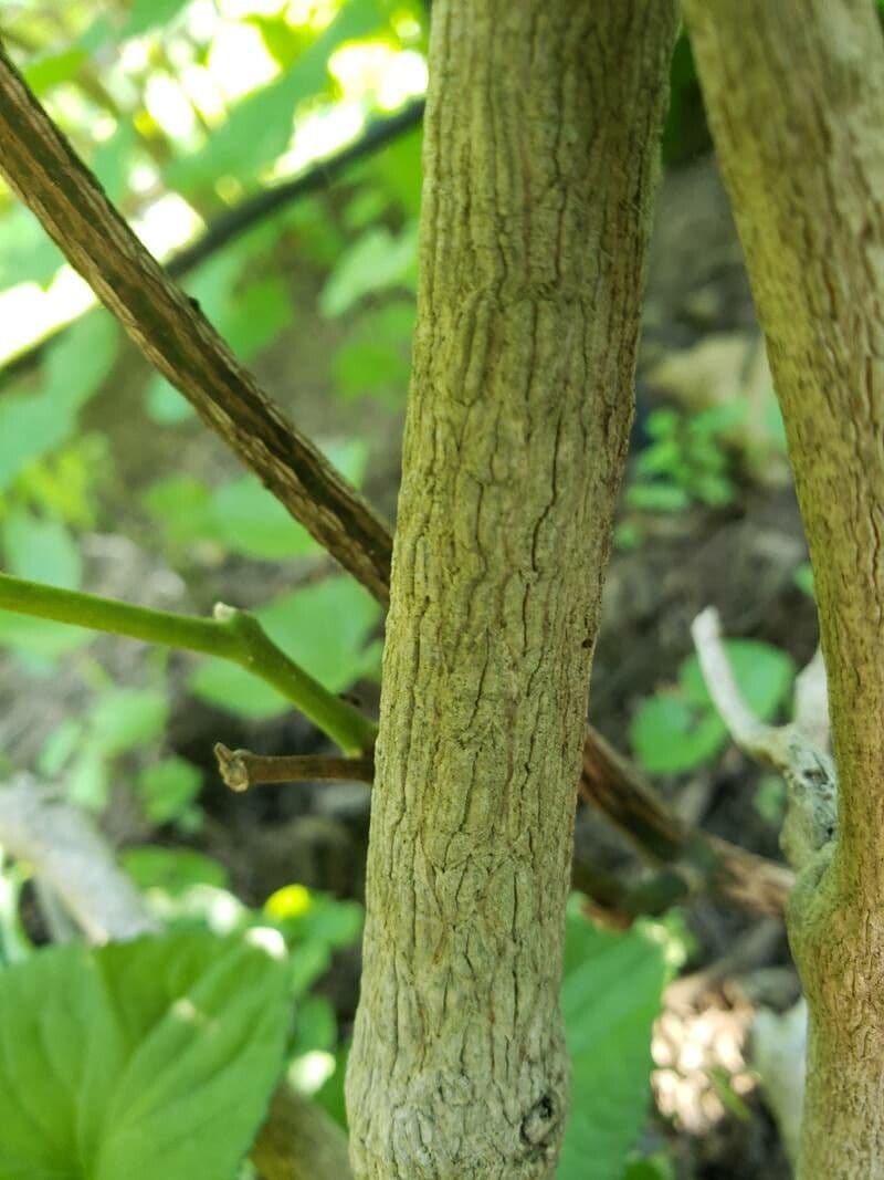 Großblättrige Osterluzei 25
