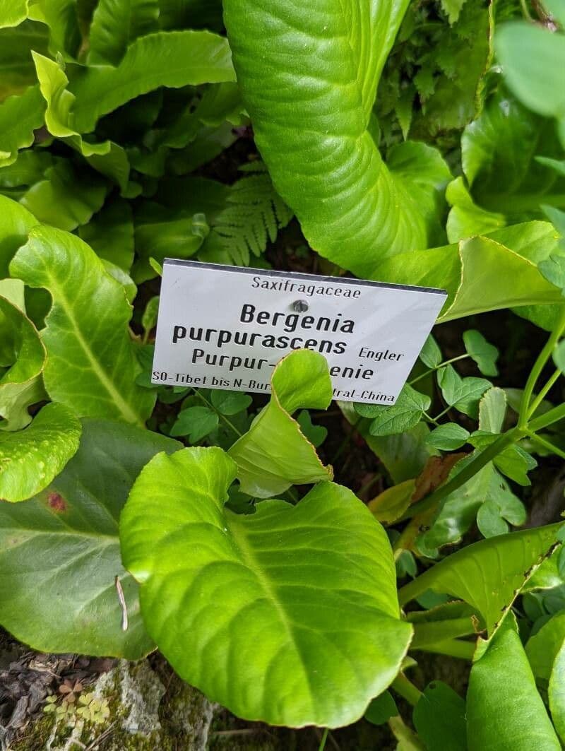 Bergenia purpurowa 5