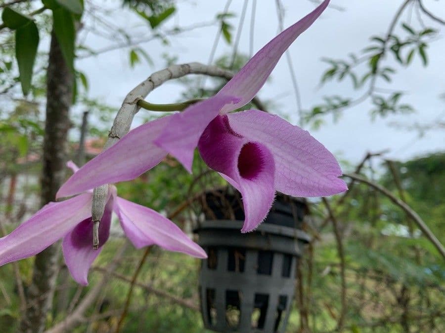 Dendrobium 4