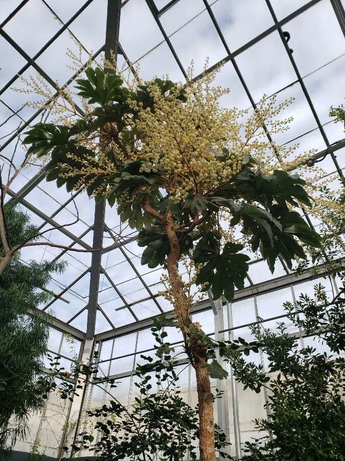 Tetrapanax papyrový 12