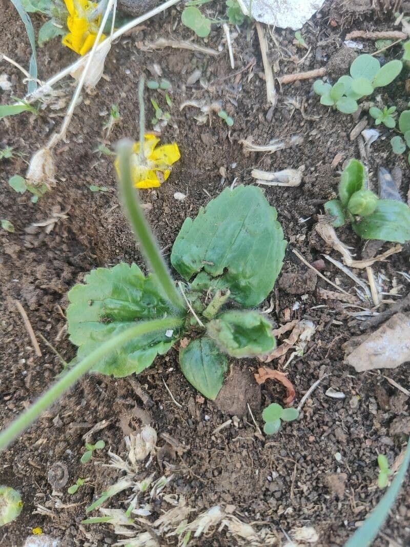 Ranuncolo autunnale 16