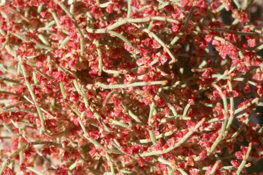 Eriogonum nidularium 9