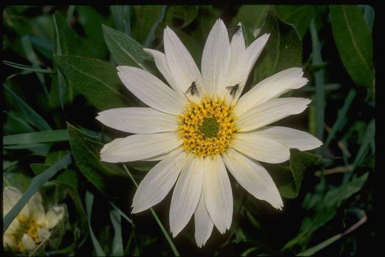Sonnenblumen-Eselsohr