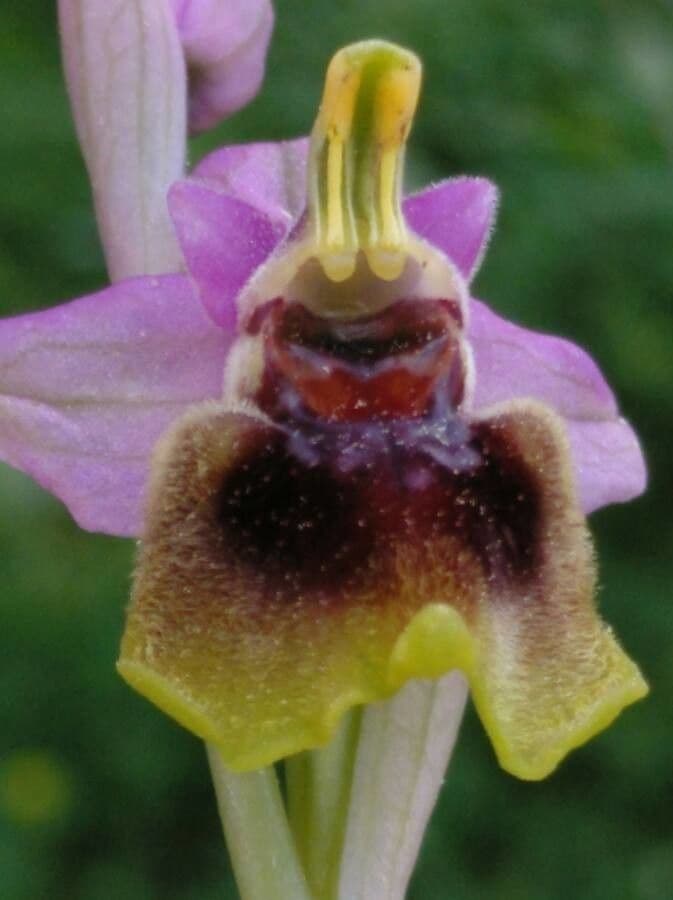 Ophrys tenthredinifera 4