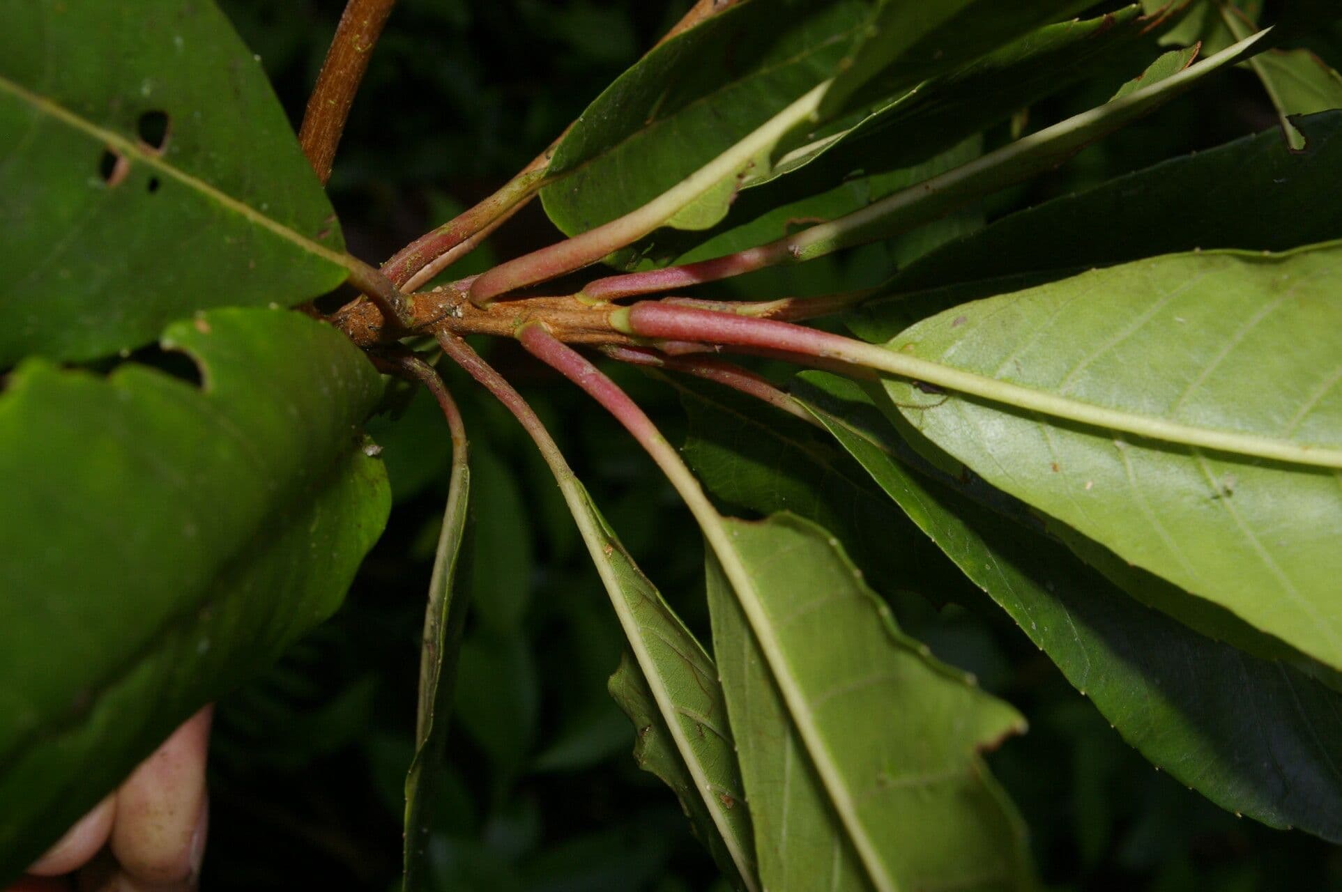 Clethra 4