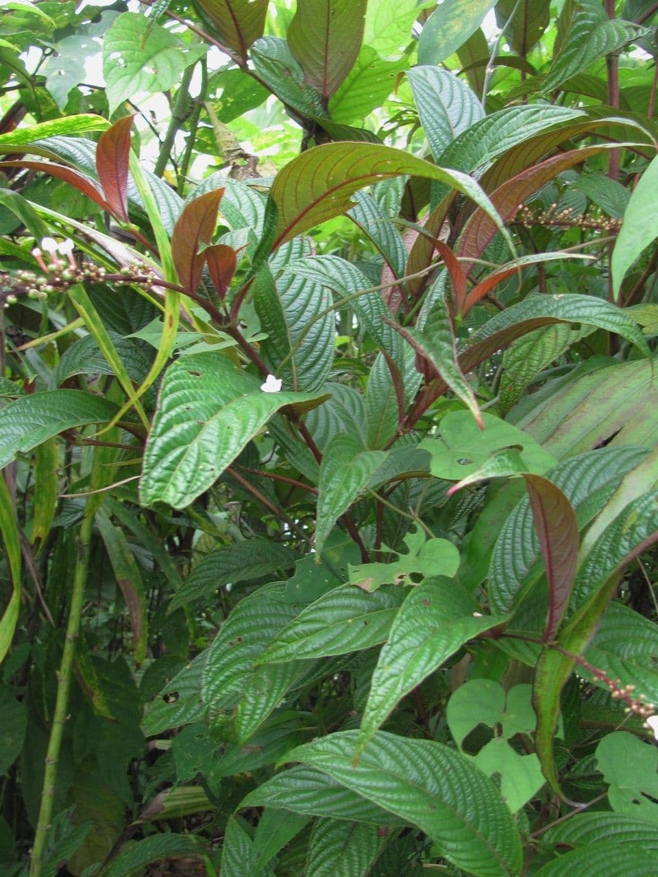 Gonzalagunia 4