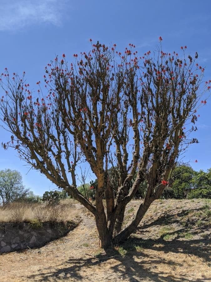 Albero corallo comune 26