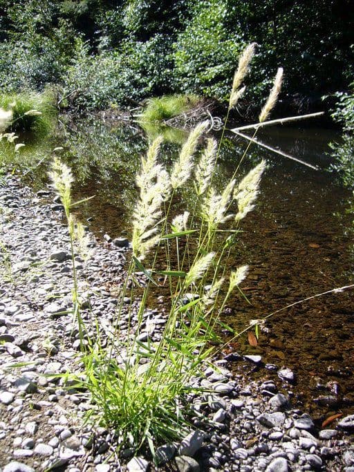 Polypogon 4