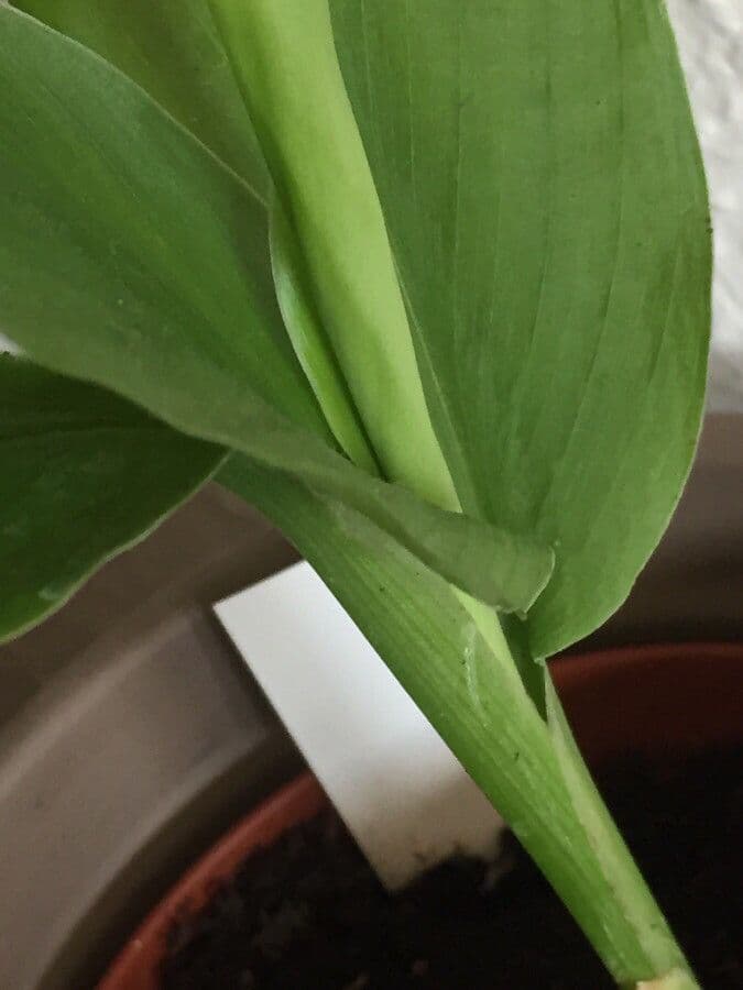 Curcuma 4