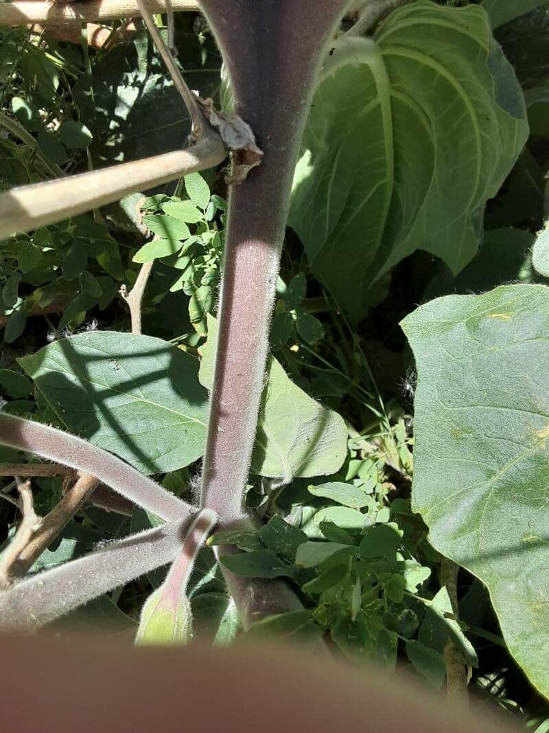 Datura di Wright 24