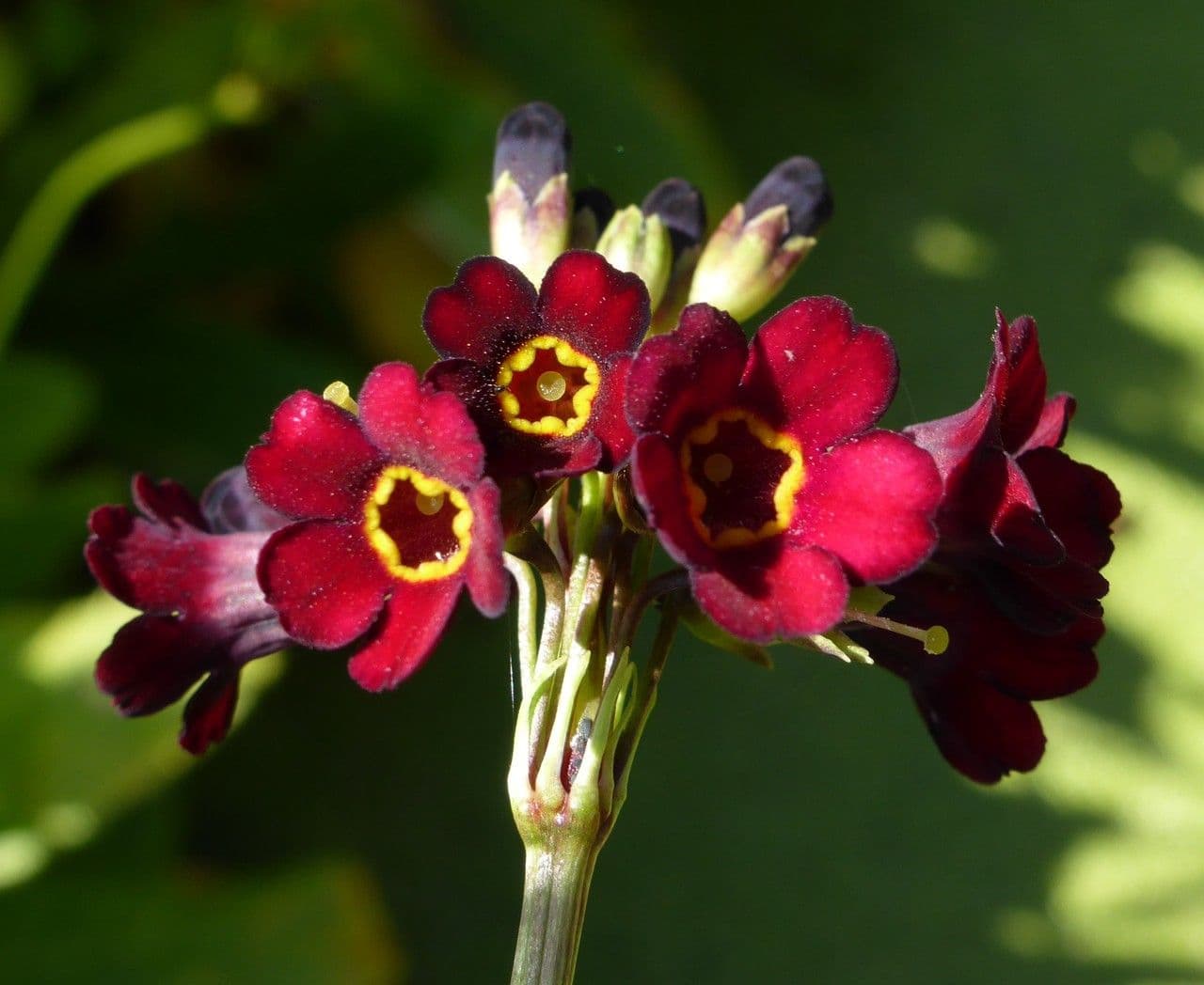 Primula 2